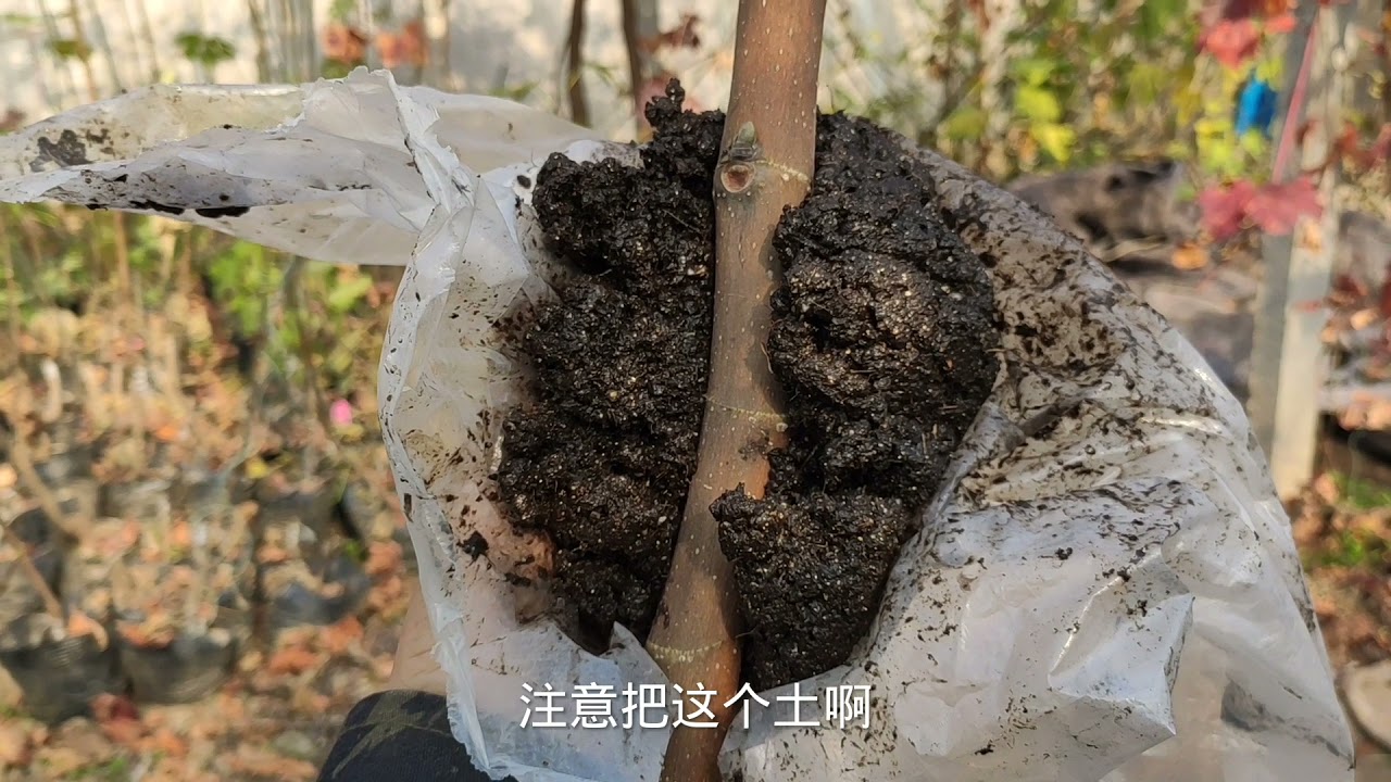 88元的“彩虹”无花果这样繁殖，简单又高效，看1边轻松学会！