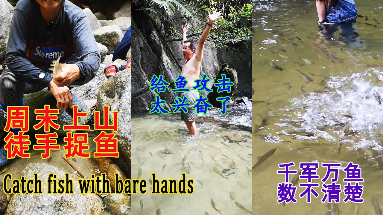 吉令河Sungai Chiling Chilling River徒手捉鱼玩瀑布水清凉清晰位于马来西亚雪兰莪 福隆港 Fraser's Hill山脚下的吉令河瀑布Chiling waterfalls#
