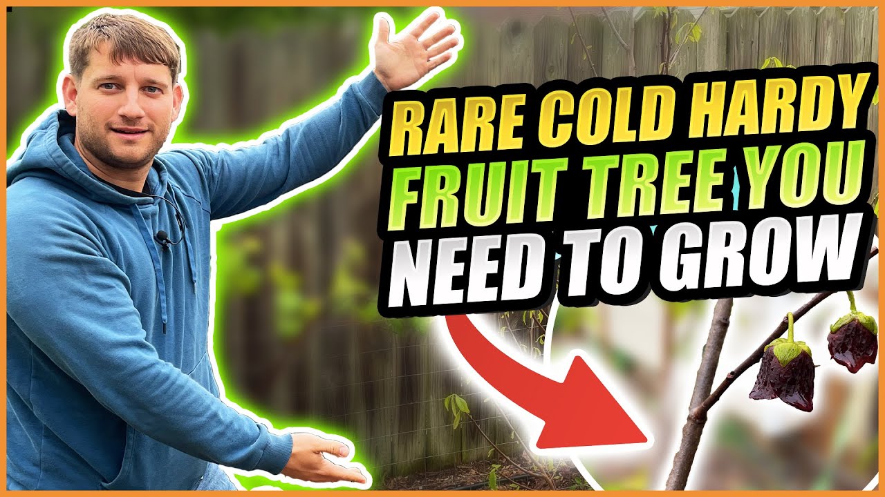 Giant of the Wild: Discovering the Pawpaw, North America's Largest Native Fruit!