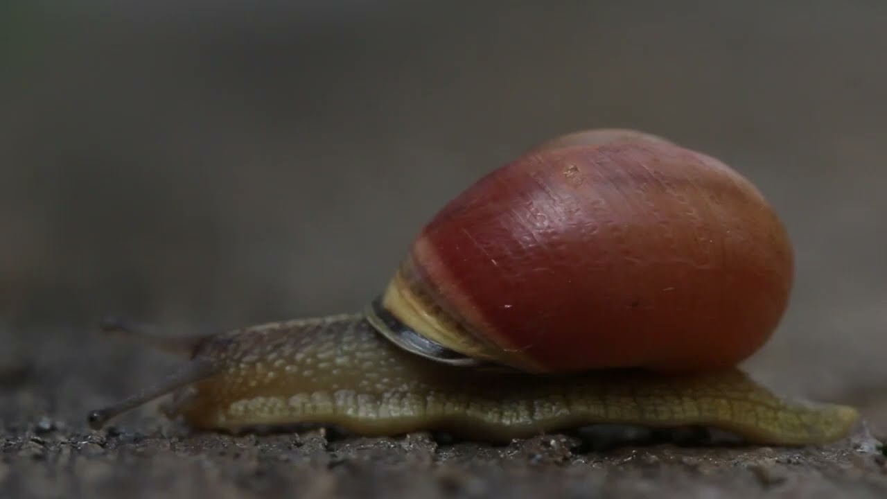 En chemin avec Marc Giraud - Les escargots