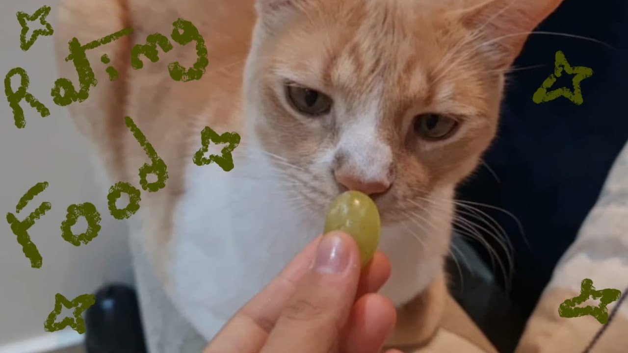 My cat rates random food 