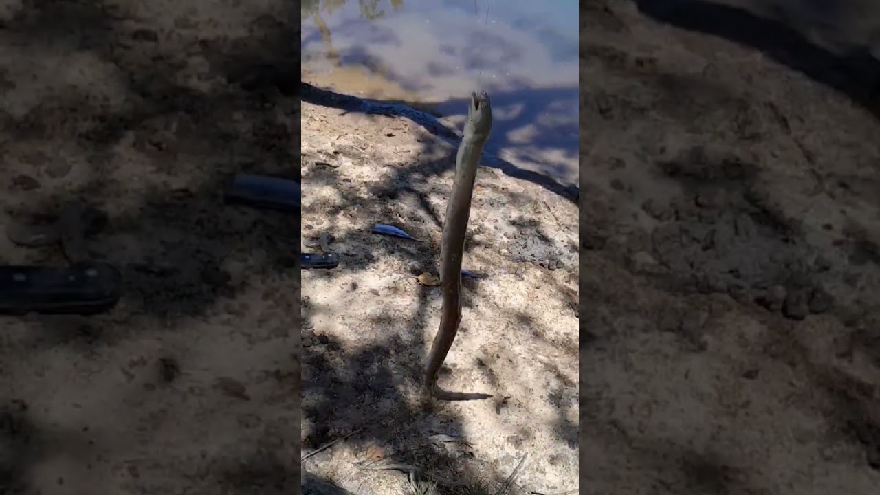 Mututuca na pesca no mangue. 