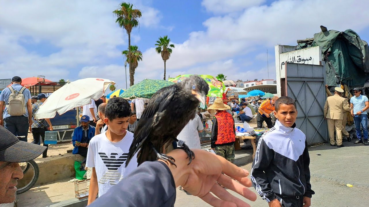 تربية طائر الغراب🐦‍⬛ من سوق القريعة الى منزلي بعض اللحظات