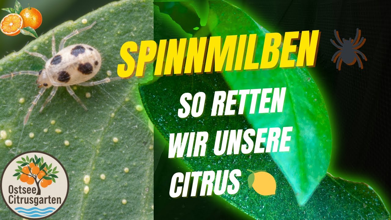 Spinnmilben an Citrus richtig bek&auml;mpfen 🌿 Calamondin & Limequat retten | &Uuml;berwinterung Wohnzimmer