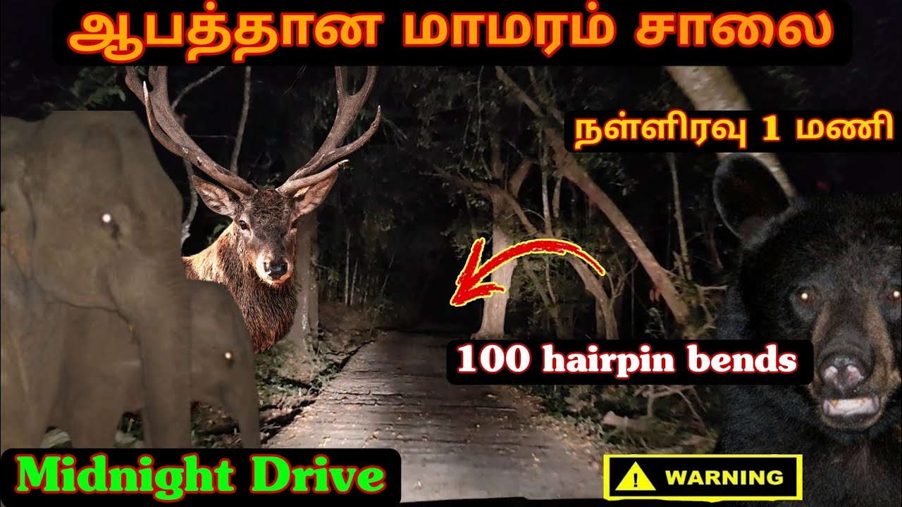 ஆபத்தான மாமரம் சாலை|நள்ளிரவு திகில் பயணம்|குறுக்கே வந்த கரடி|dangerous hidden route to kothagiri