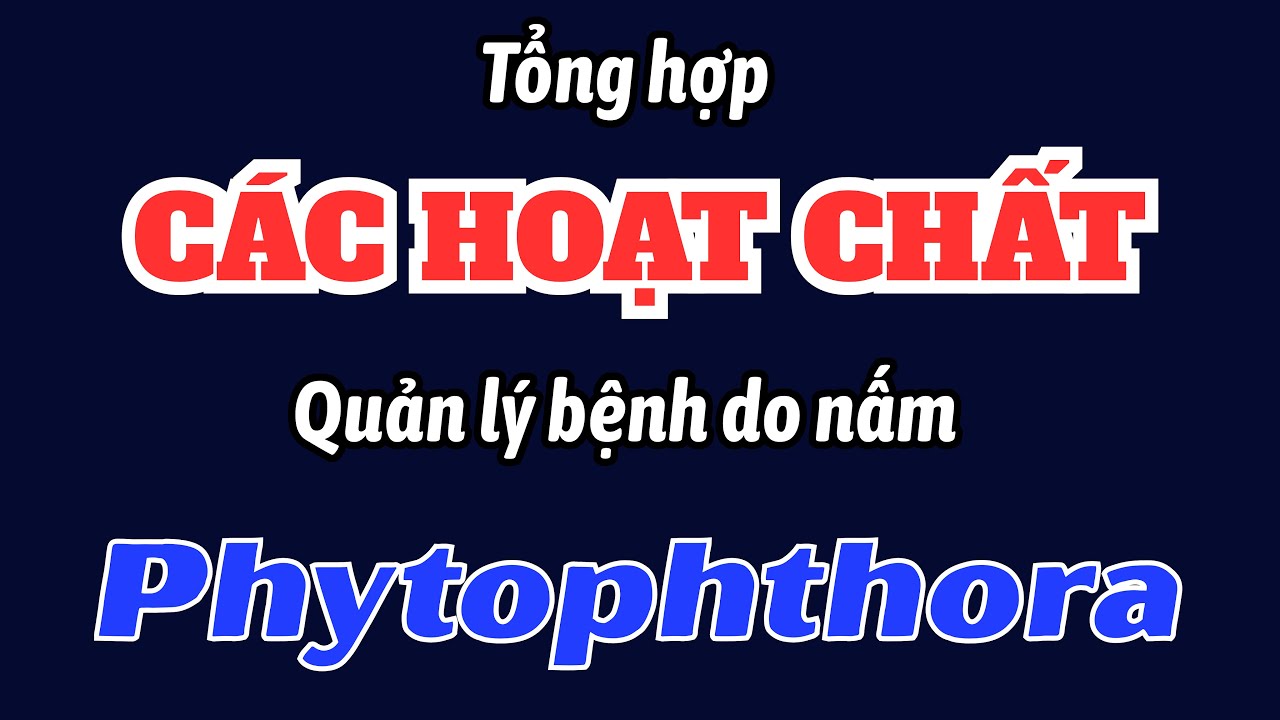Tổng hợp các hoạt chất quản lý bệnh do nấm Phytophthora gây ra | Sản phẩm nào phổ biến dễ tìm mua?