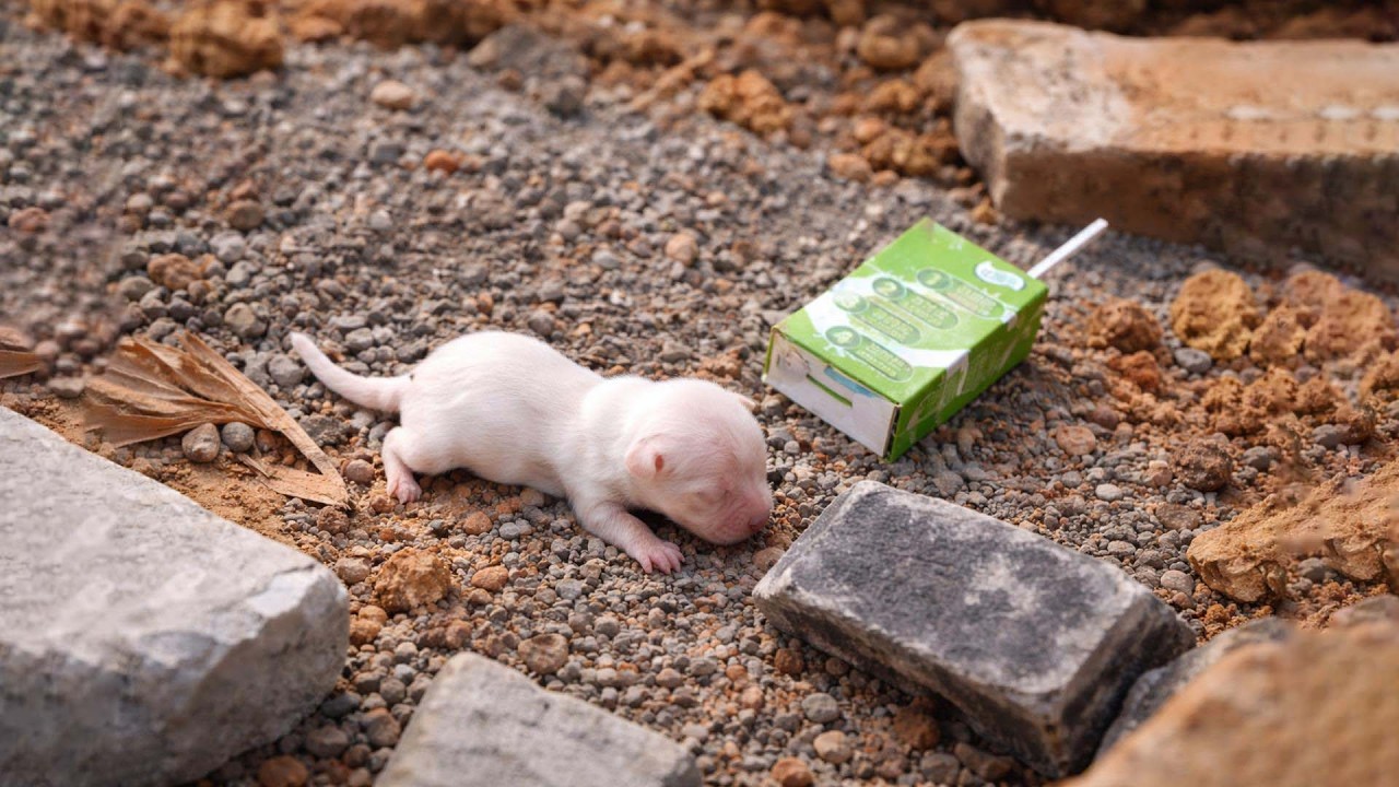 Найденный, словно щенок размером с мышь, окружен любовью и заботой на протяжении всех бессонных