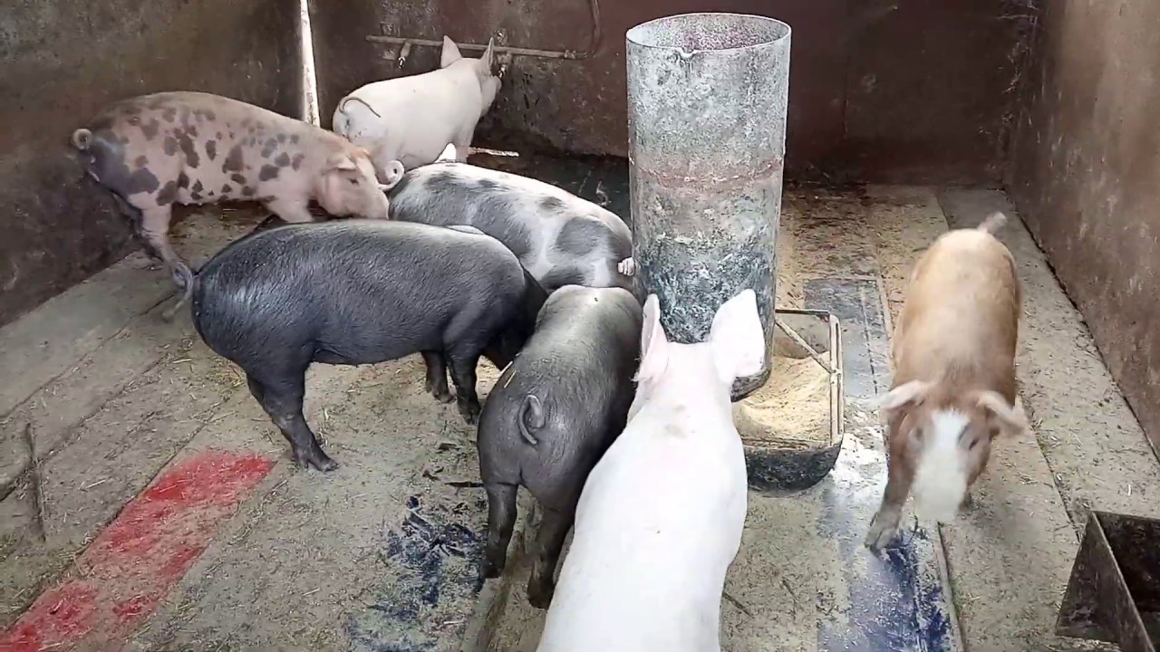 Бункерная кормушка для свиней из газового баллона своими руками. Bunker feeding trough for pigs.