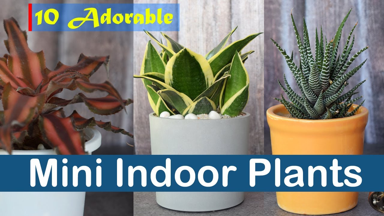 10 Adorable Mini Indoor Plants