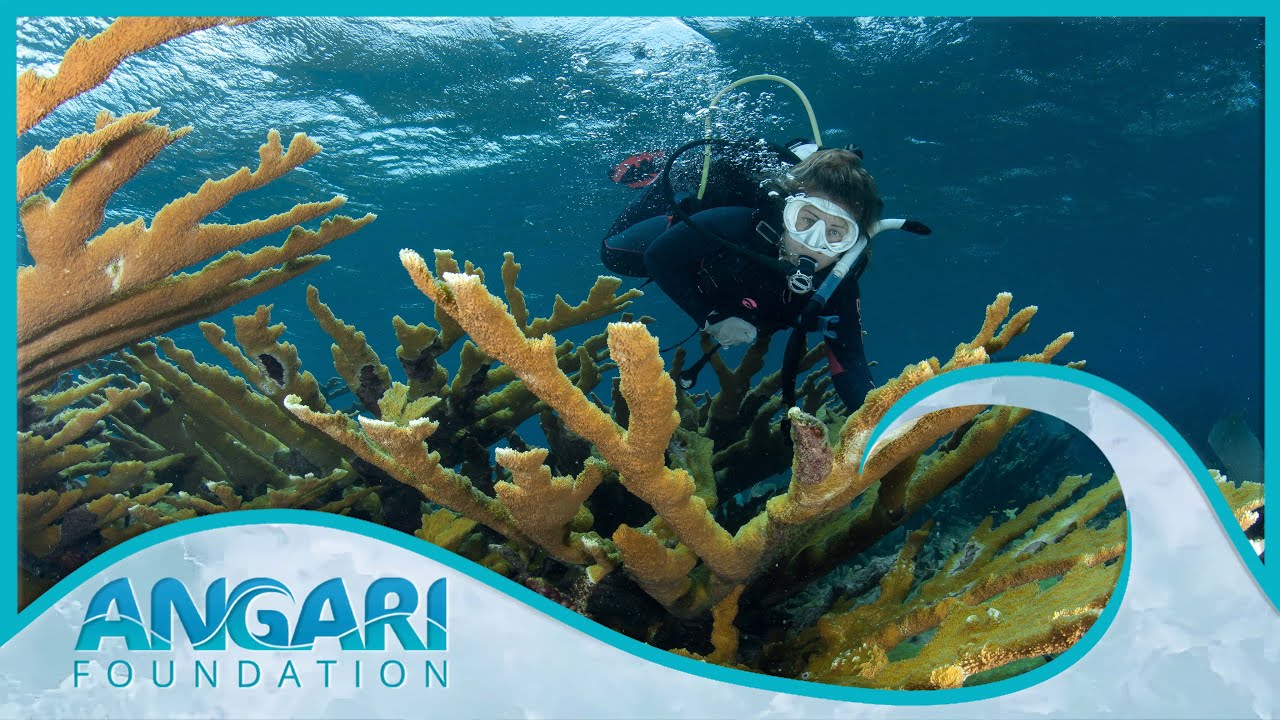 Stony Coral Tissue Loss Disease in The Bahamas | Perry Institute for Marine Science | Expedition 37