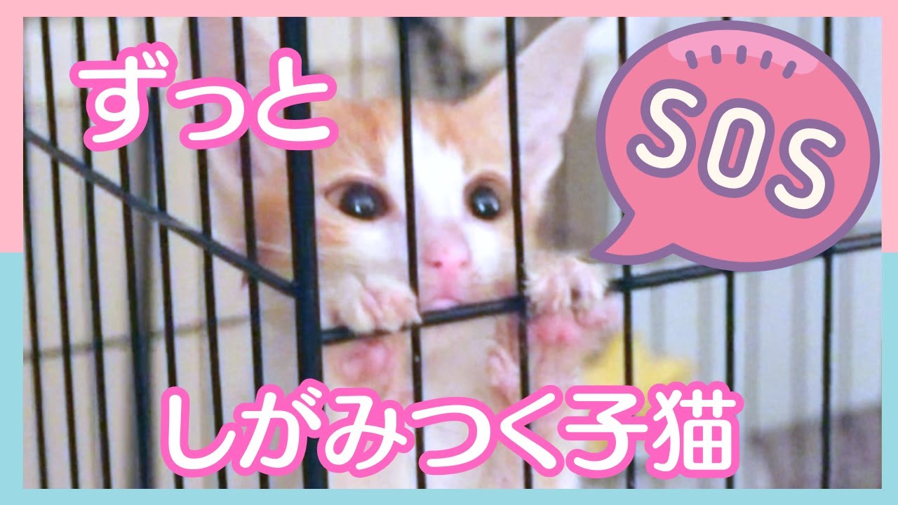 病気なのに体力を振り絞ってケージから出たい子猫（涙 ）先住猫も心配そう