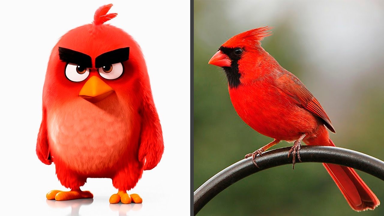 Птицы из мультфильма Angry Birds! В реальной жизни! Изучаем птиц.