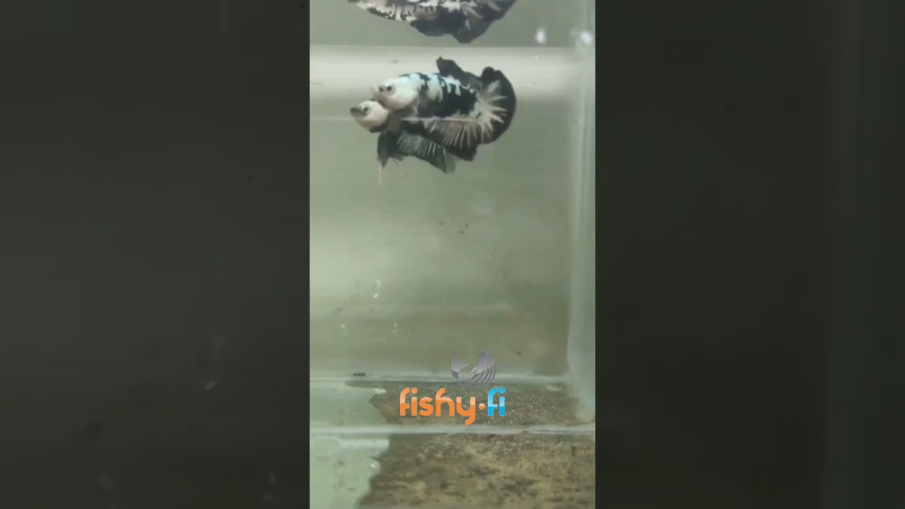 Craziest Betta Fish Moves You've Never Seen Before #bettaart #bettalove #bettatips