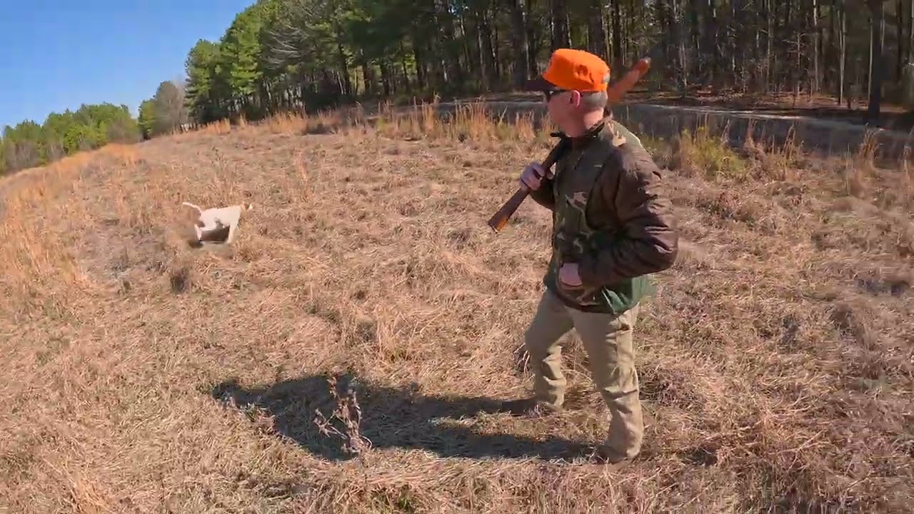 Quail Hunt