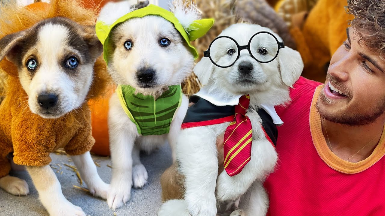 All 11 of My Husky Puppies Try On Halloween Costumes!