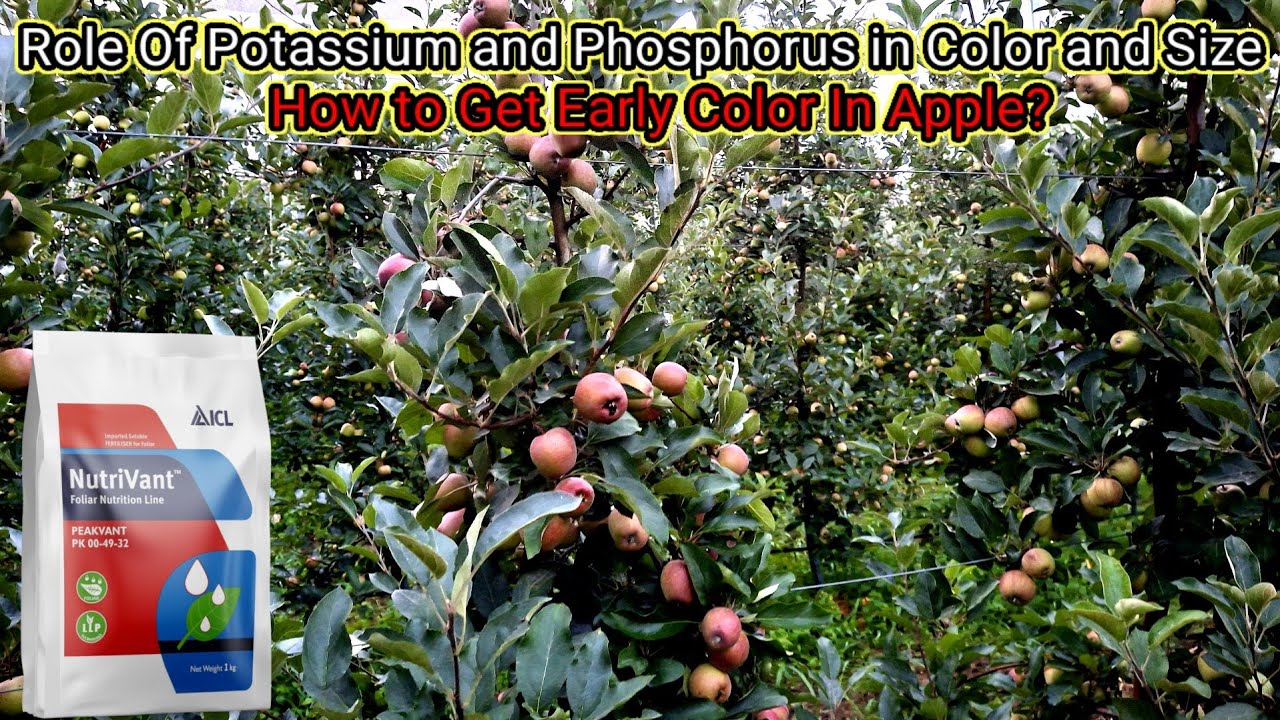 How to get Big Size Apple and Early Color in Apple || Magray Orchards