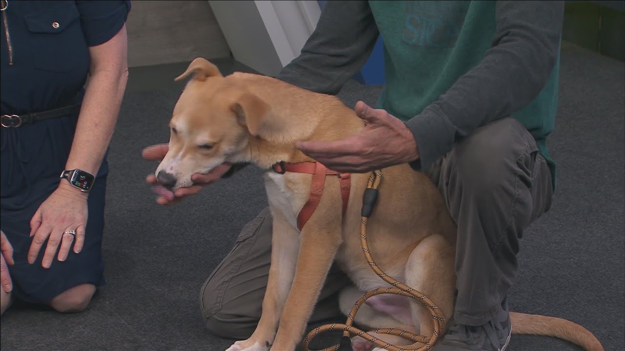 Pet of the Week: Billy