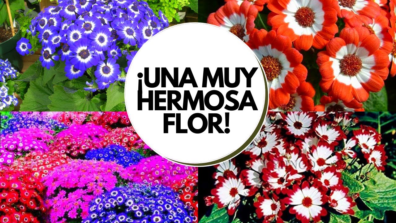 Cineraria planta cuidados / Senecio cruentus /Cineraria con flores cuidados FLORES DE INTERIOR