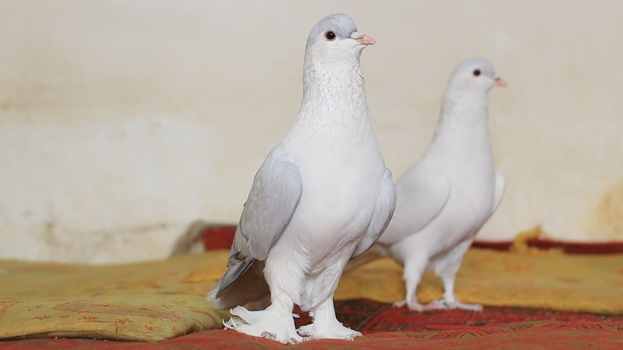 عجله کنید! کفترهای چوچه گیر ضمانتی و ارزان برای فروش| 20 کفتر خاص و ناب دوکان وسیم |Pigeons For sale