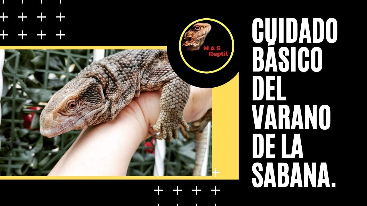 Varano de la sabana !! Como cuidar a este dinosaurio con el Dr. Reptil