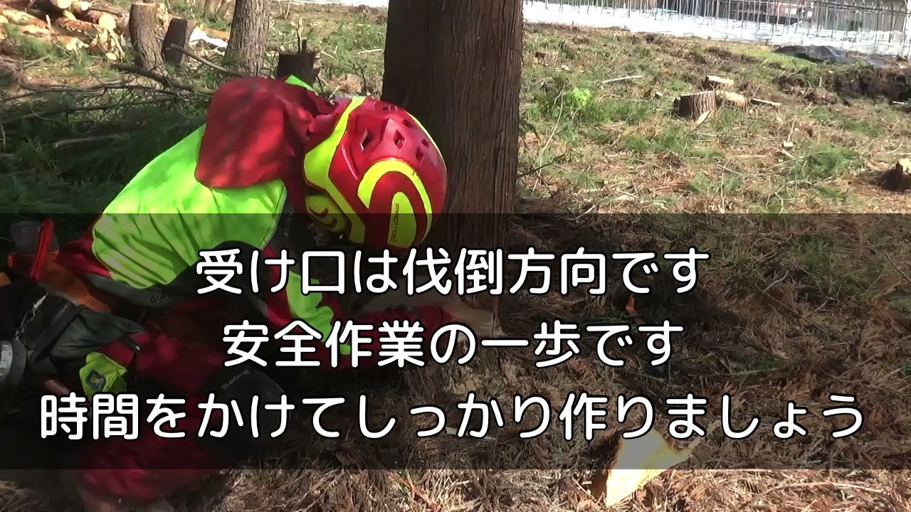 立木の伐倒 スギ 並行追い伐り