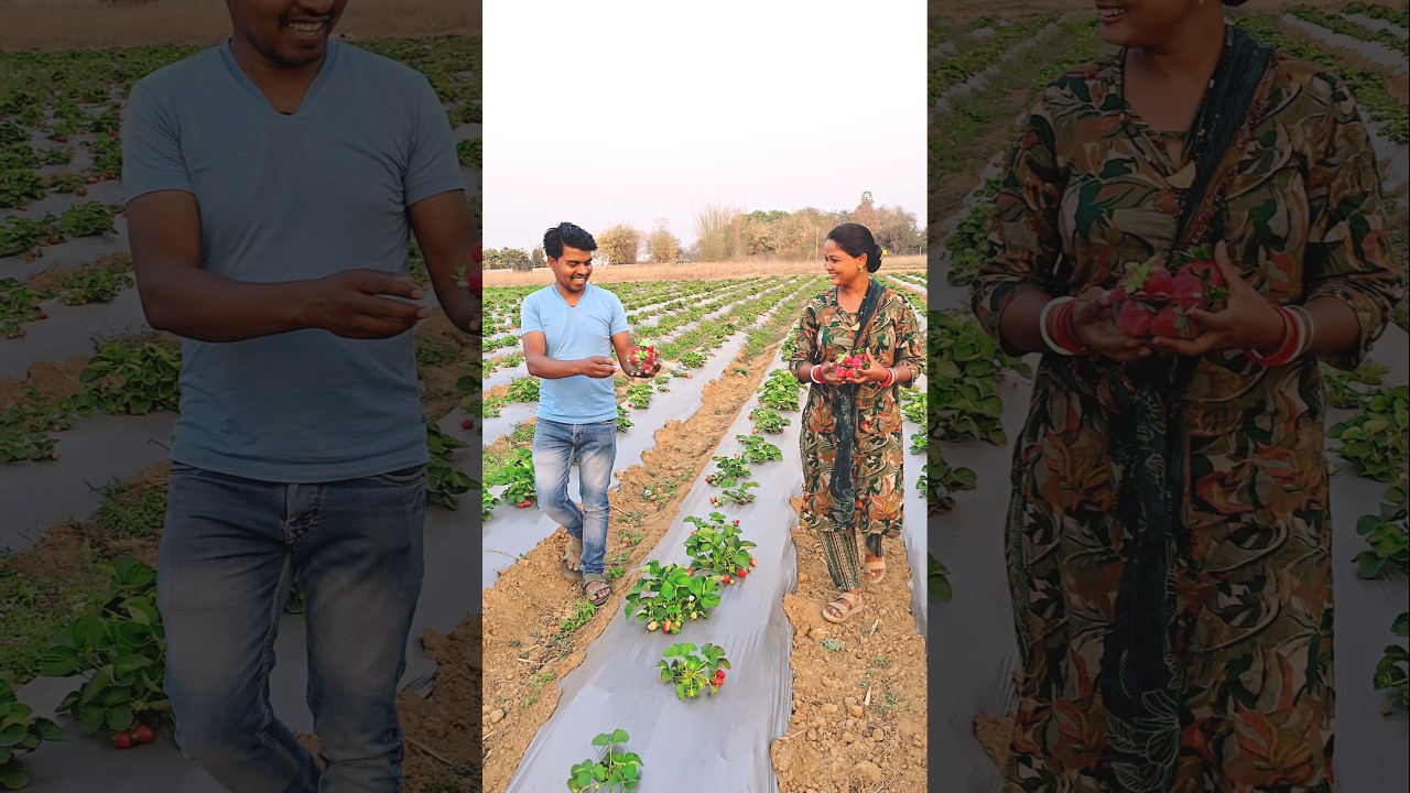 Strawberry 🍓 😋 #shorts #reels #santali #ytshorts #youtube #trending #bagan #cultivation #4k #new