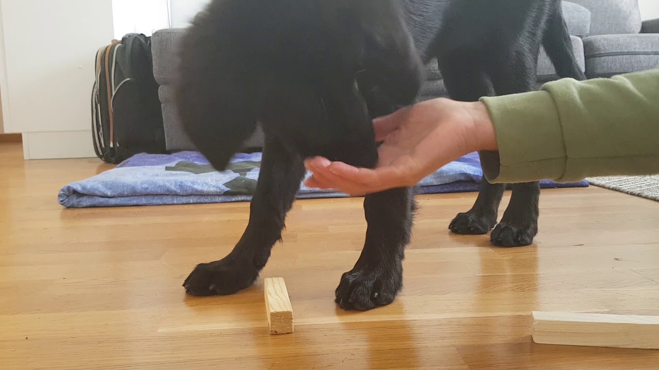 Tunnistusnoudon opettaminen pennulle / Scent discrimination puppy work