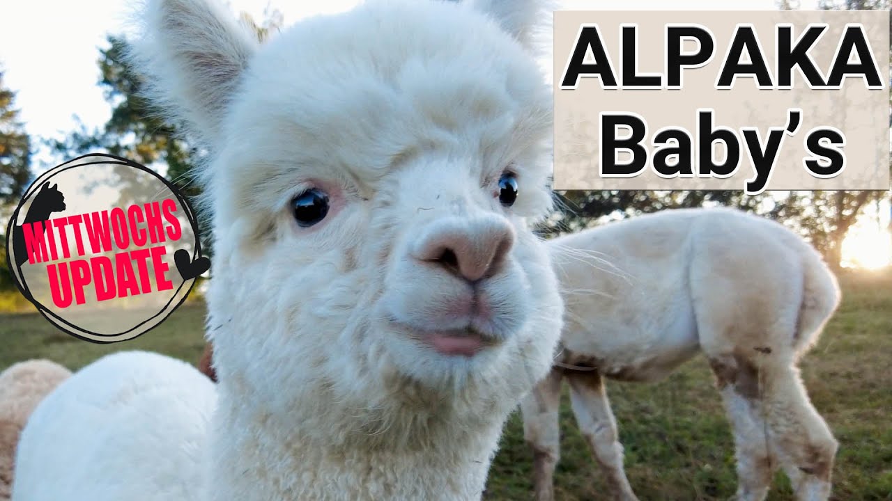 Entspannter Tag im Sommer mit Alpaka-Babys 💖
