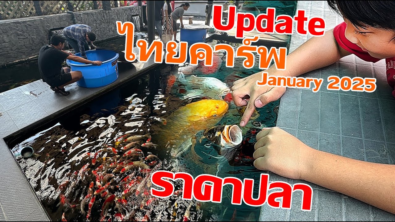 Update ปลาพร้อมราคา ที่ไทยคาร์พ มกราคม 2568 Tosai Sakai ชุดใหม่เข้าไทยแล้ว