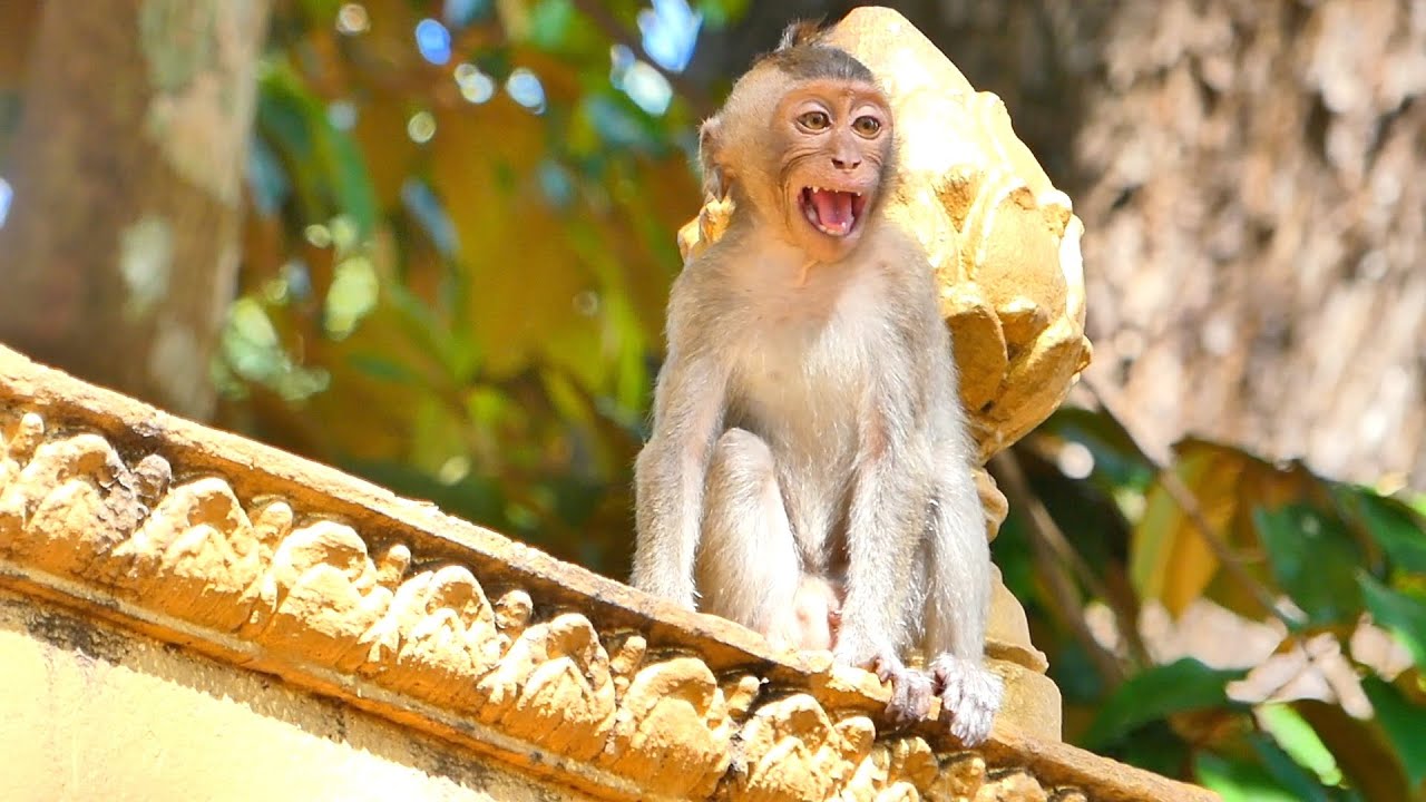 Little Monkey RAMOS feels sad and cries call mom