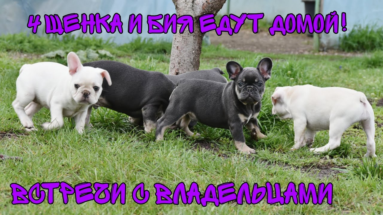 4 щенка и Бия едут домой! Встреча с владельцами.