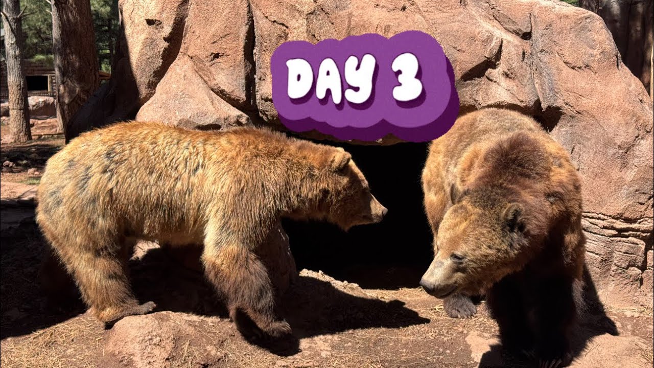 VLOG/ Day3/ BEARIZONA/POOZEUM