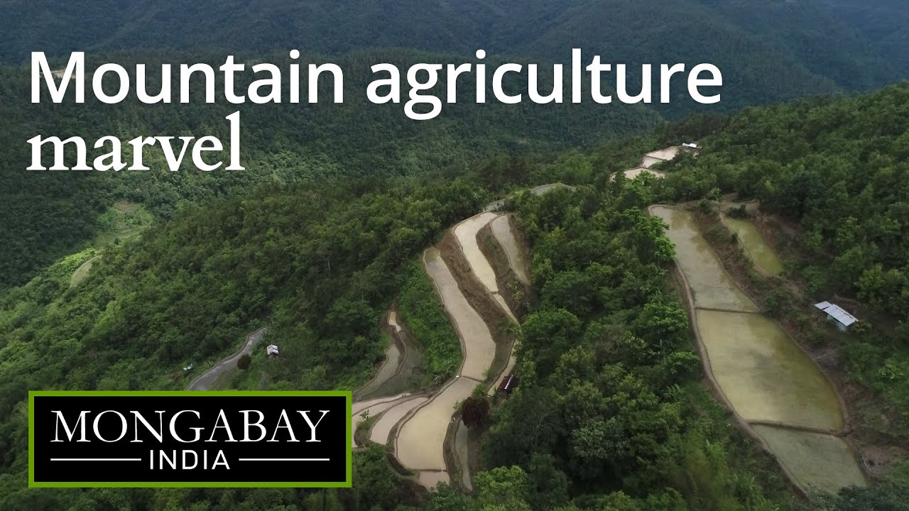 A water-scarce village in Nagaland farms with traditional wisdom