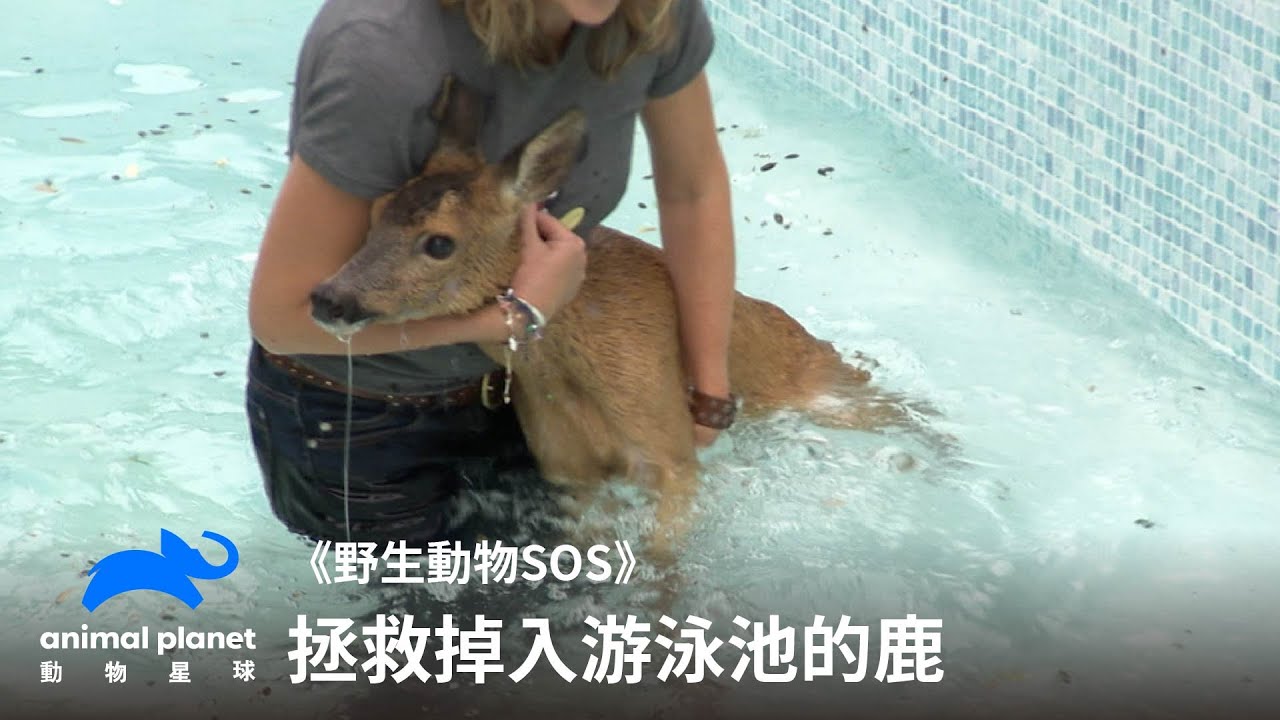 失足掉入游泳池的鹿！救援人員喜獲冬季第一次下水機會！｜野生動物SOS｜動物星球頻道