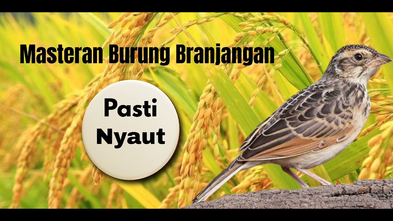 Pancingan Burung Branjangan agar bunyi (Bait for Branjangan Birds to make them sing)