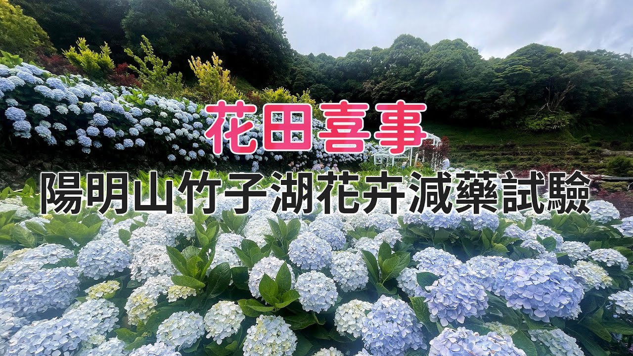 【友善農業】花田喜事｜陽明山竹子湖花卉減藥試驗 (我們的島 1159集 2022-06-06)