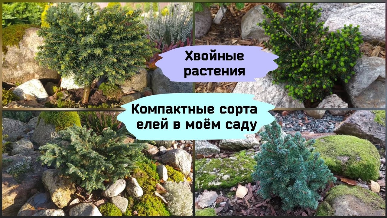 Хвойные растения.Компактные сорта елей в моём саду.