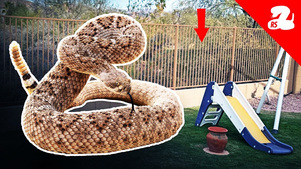 How to Keep Rattlesnakes Out of the Backyard - Snake Fencing in Arizona