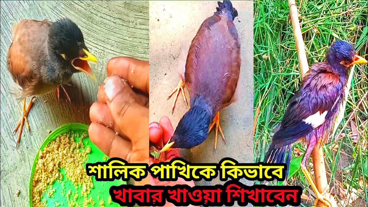 শালিক পাখিকে কিভাবে তুলে খাওয়া শিখাবেন। শালিক পাখি কত দিনে খাওয়া শিখে। Shalik brids feeding.#bird