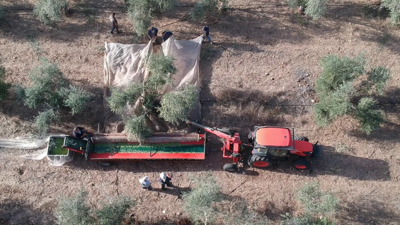 Kerem Maharal Barnea Olives EVOO Harvest Ayalon Family Farm
