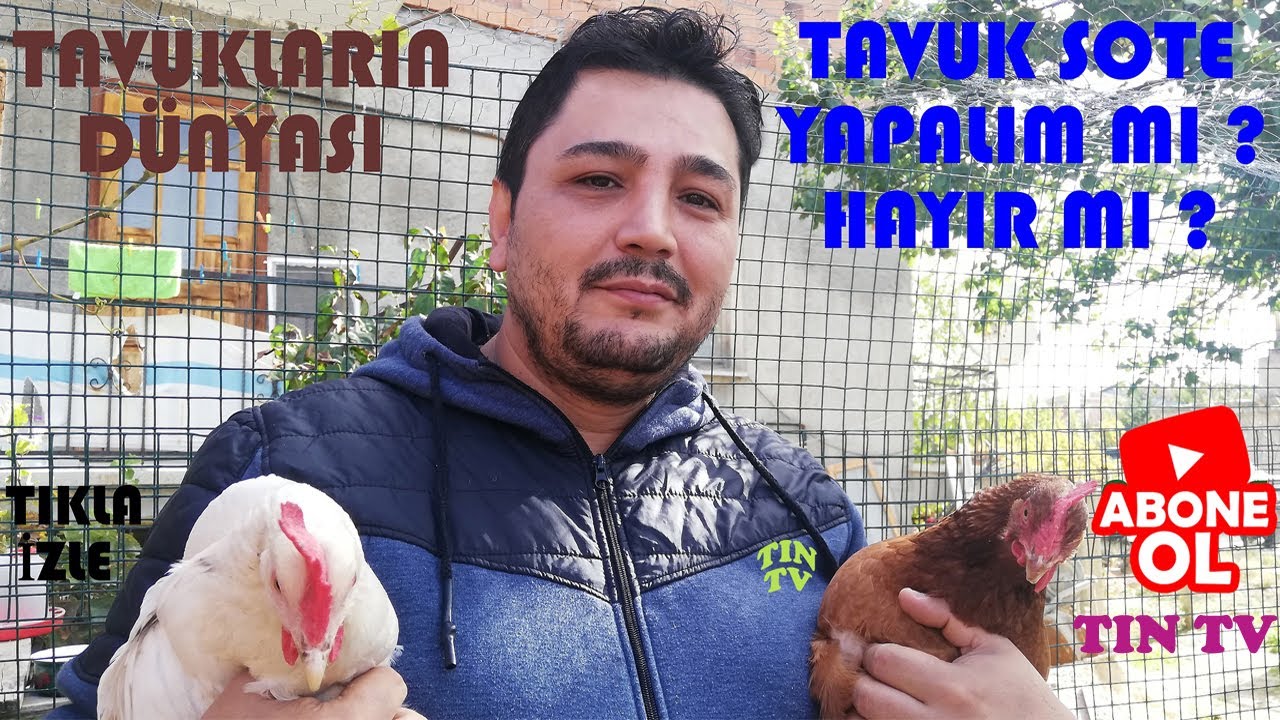 TAVUKLARDA YUMURTA VERİMİ ARTIRMAK İÇİN PÜF NOKTALAR