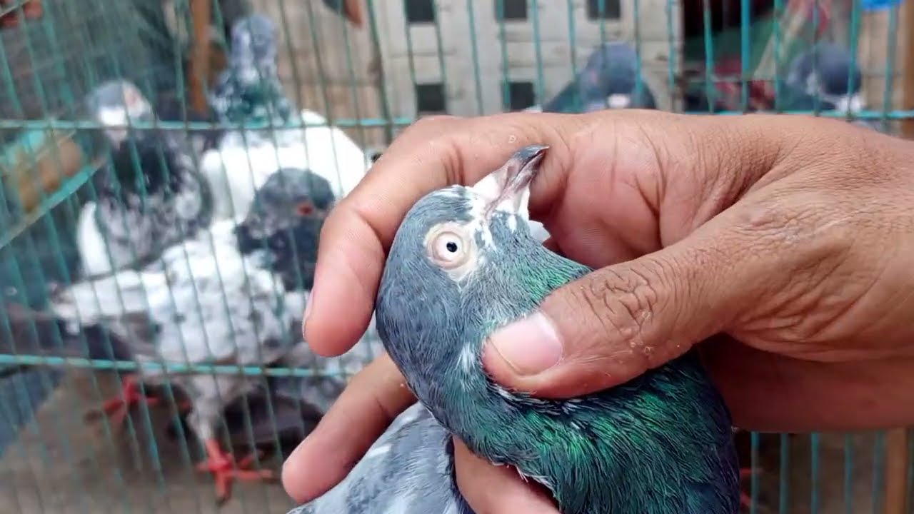 شوق کریں سب بھائی لاری اڈا منڈی میں کبوتر کیسے کیسے ہیں