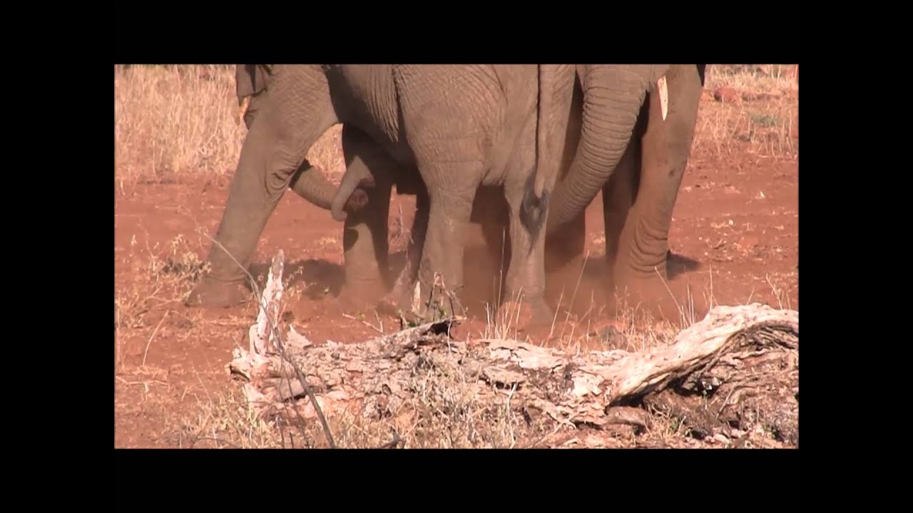 Cutest newborn Elephant