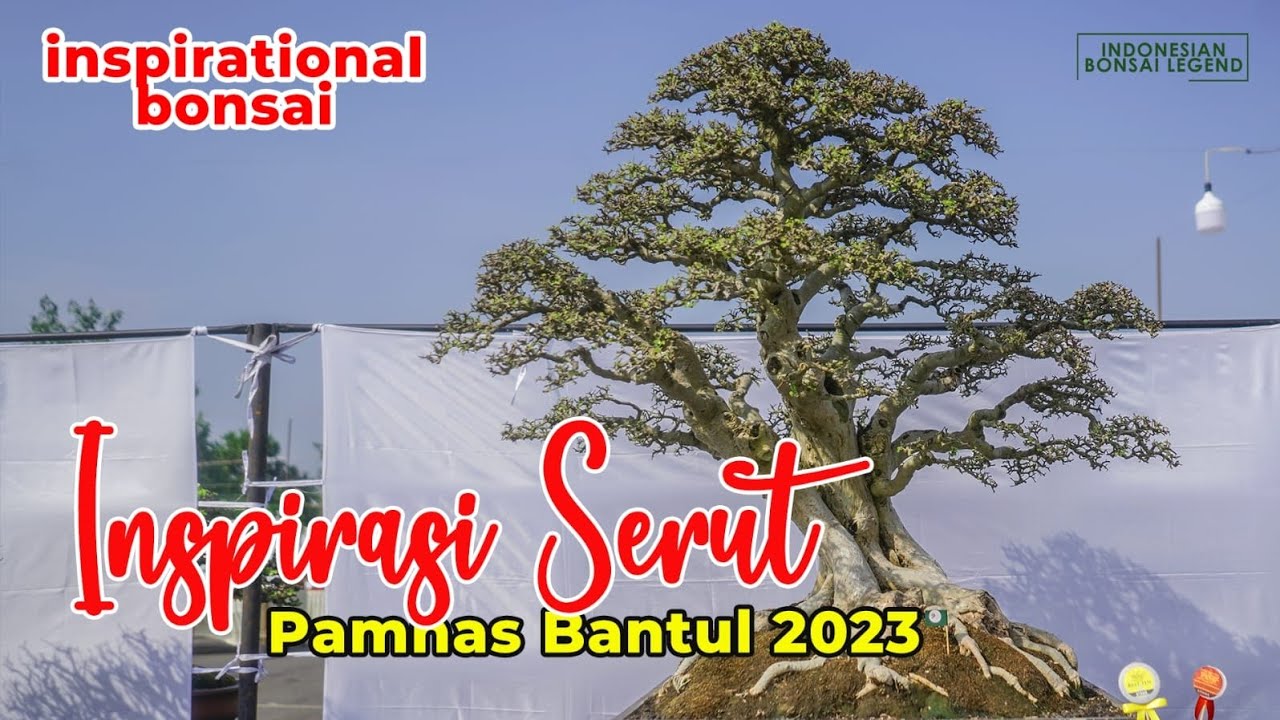 INSPIRASI BONSAI SERUT @PAMNASBONSAIBANTUL2023