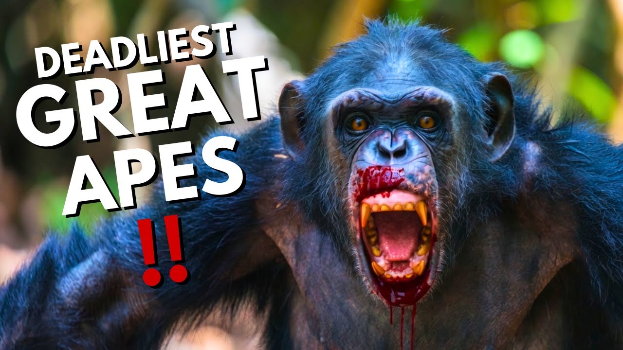All 5 Great Apes Ranked From Least Deadly to DEADLIEST