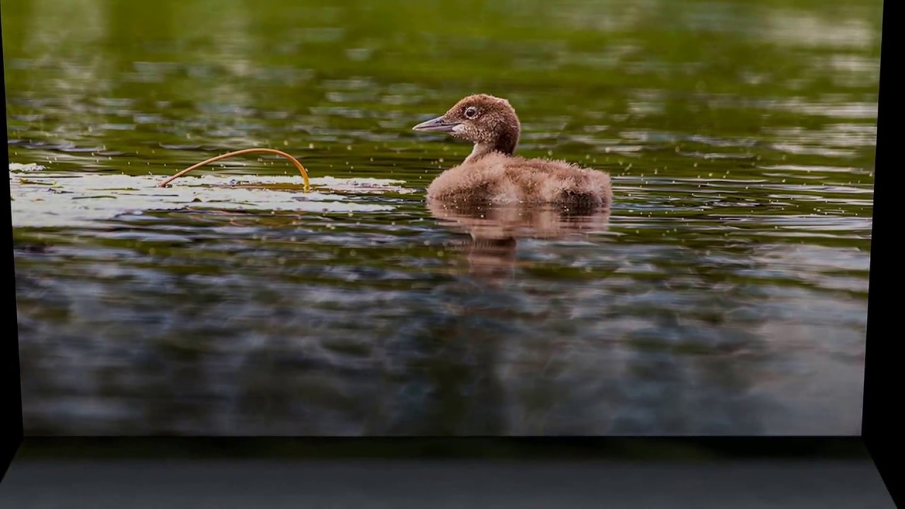 Gavia - Common Loon Photography by Nick Leadley