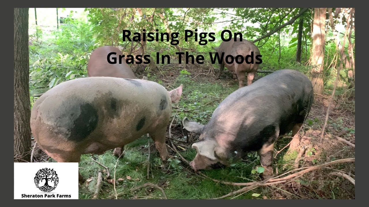 Silvopasture Pigs - How Our Pigs Are Improving Our Forest and Woodlot