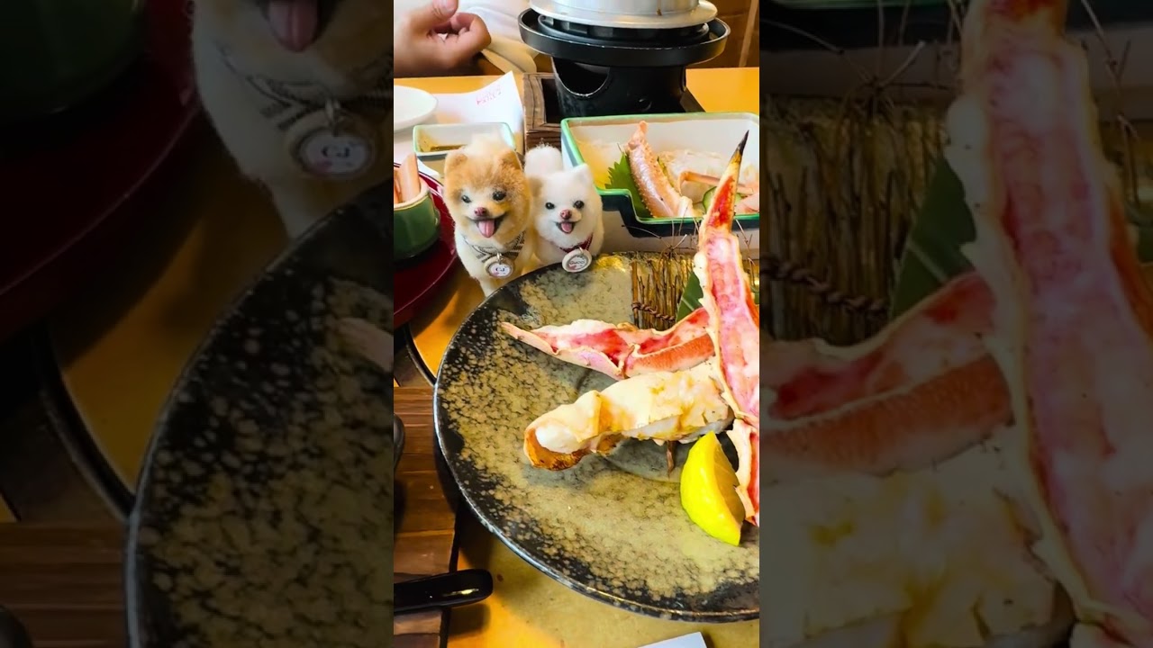 ตะลุยครัวโอซาก้า ปูยักษ์ร้านดัง 🦀  Kanidouraku