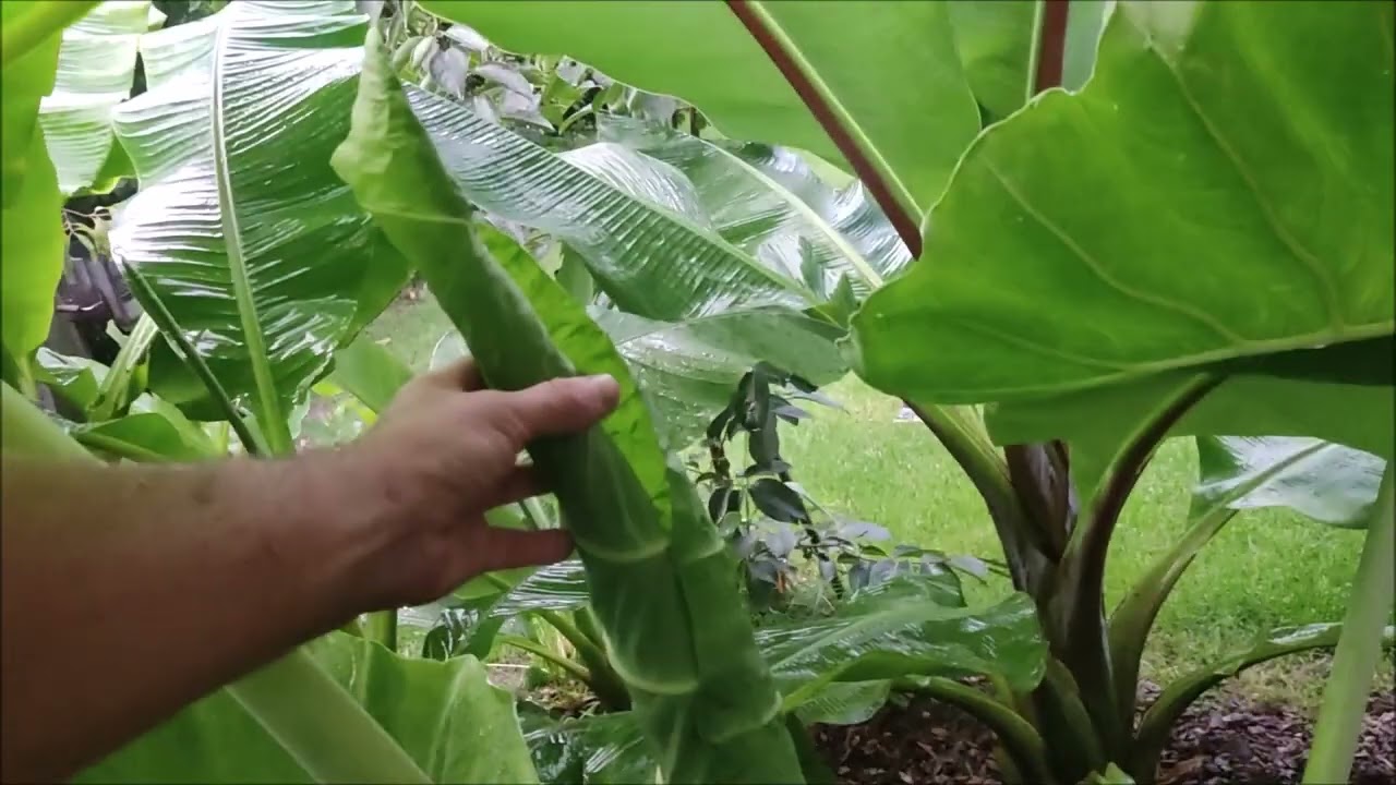 Ogromne liście, leucocasia thailand giant!