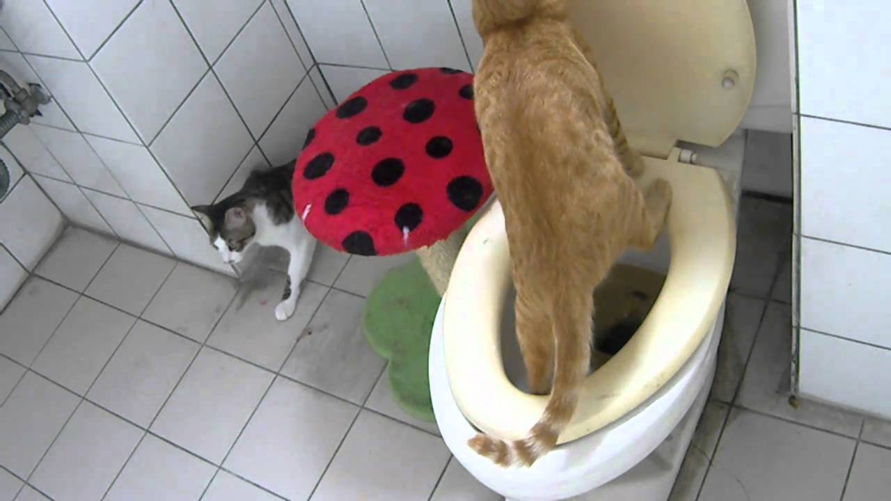 貓上廁所(cat in toilet)